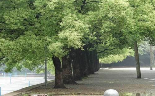 武漢市移栽或砍伐樹木如何報批