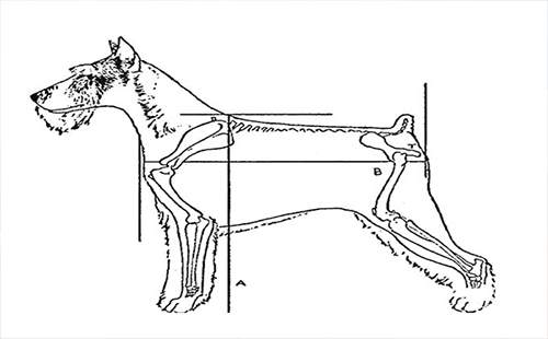 武漢已養(yǎng)禁養(yǎng)犬怎么處理2019