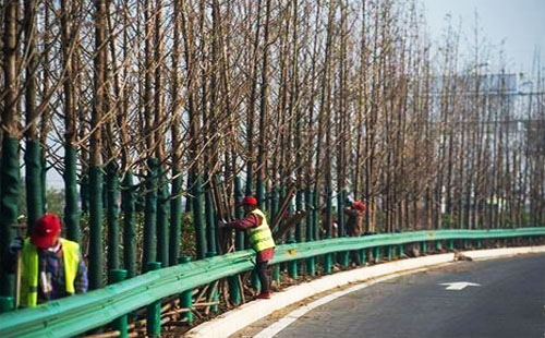 武漢江北快速路最美水杉大道下月完工