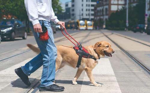 武漢市導盲犬可以上高鐵嗎