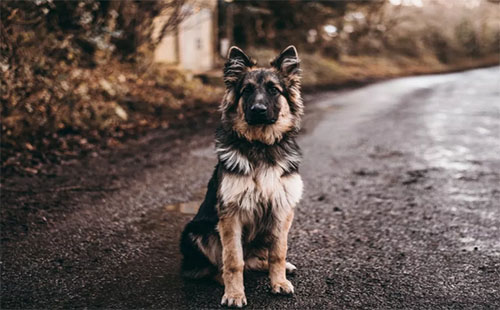 武漢哪些犬屬大型犬 2019年武漢哪些狗不讓養(yǎng)