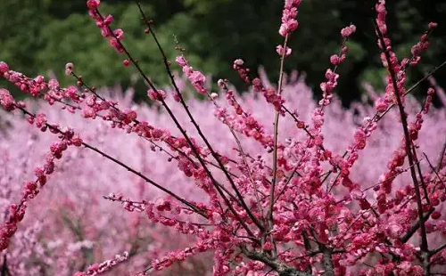 清明節(jié)賞花踏青注意事項(xiàng)