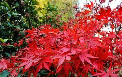 武漢植物園紅楓谷紅葉在哪里(乘車(chē)路線(xiàn)+游玩攻略)