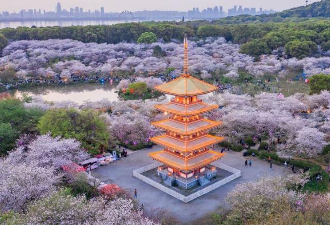 東湖櫻花園.jpg