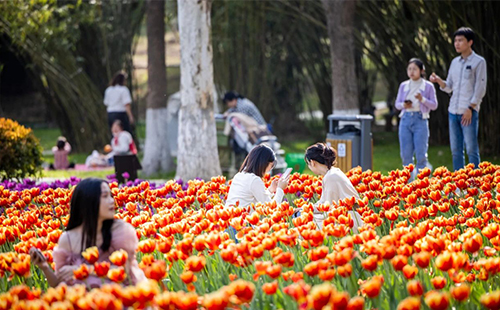 湯湖公園郁金香開(kāi)在哪里_花期多久