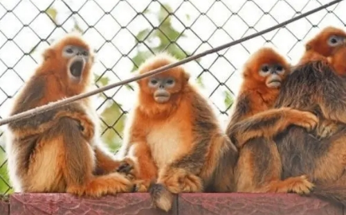 武漢動物園年卡多少錢一張