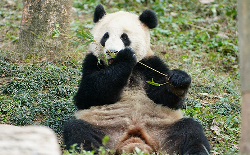 武漢動物園有幾只熊貓_叫什么名字