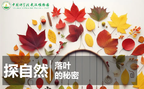 武漢植物園12月7日探自然活動(dòng)報(bào)名指南