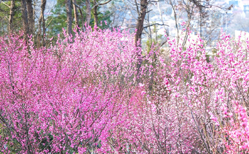 武漢花鄉(xiāng)茶谷梅花花期和門票價(jià)格2025