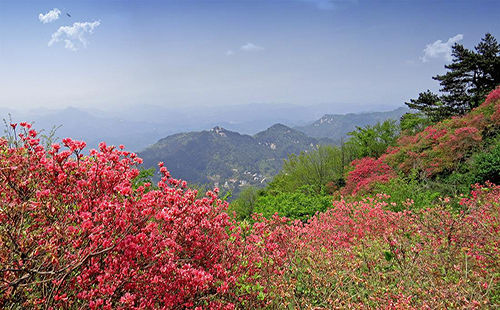 2019麻城龜峰山杜鵑花海花期預(yù)報(bào)（景點(diǎn)介紹+交通+票價(jià)）