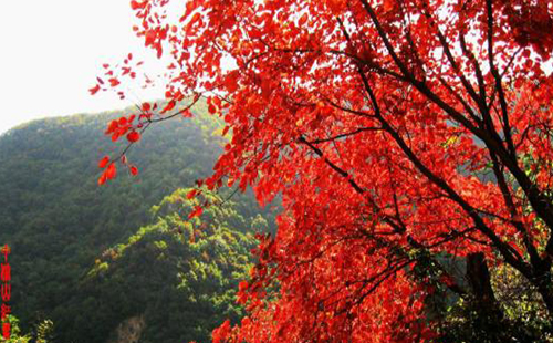 2019年古北水鎮(zhèn)紅葉祭活動什么時候開始 有什么亮點