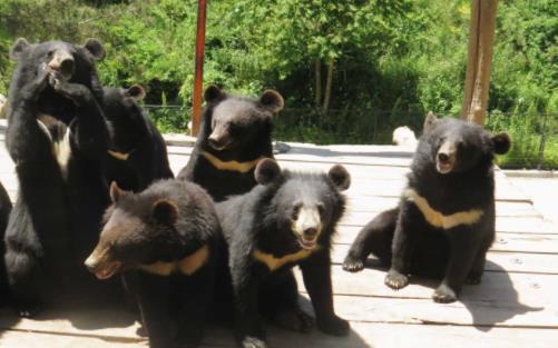 2020大連森林動物園門票價格_春節(jié)優(yōu)惠政策_(dá)一期改造時間