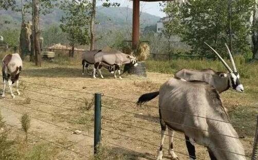 全國好玩的野生動物園有哪些_廣州長隆_上海野生動物園