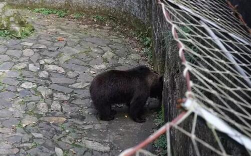 2020杭州動(dòng)物園開放時(shí)間_預(yù)約入口_入園流程