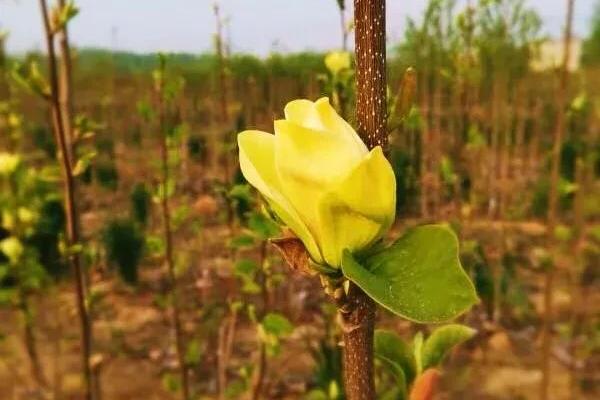 2020寧波植物園門票多少錢一張 優(yōu)惠政策 寧波植物園賞花攻略