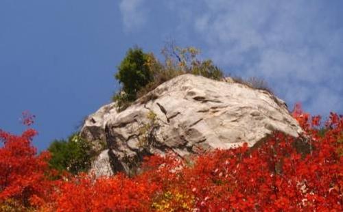 華山紅葉什么時(shí)候變紅  華山紅葉最佳觀賞時(shí)間