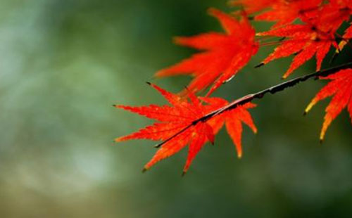 南京棲霞山紅楓的最佳觀賞期是什么時(shí)候