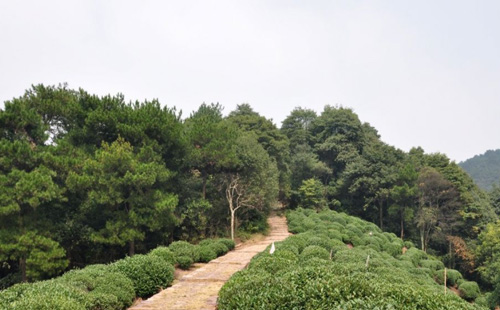 杭州十里瑯珰森林古道徒步路線