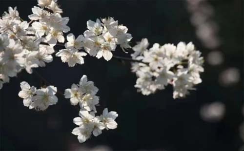 長沙望月公園看櫻花要門票嗎2021