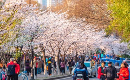 2021年南京雞鳴寺櫻花幾月到幾月