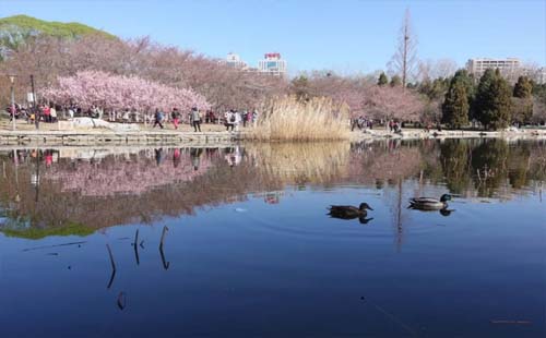 北京玉淵潭公園櫻花2021開了嗎