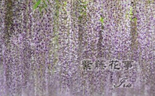 嘉定紫藤公園花開了嗎2021_幾月去最好看(附最佳賞花期)