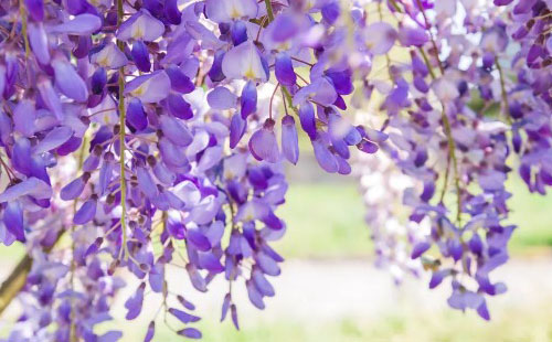 北京紫藤花哪個公園好看 北京紫藤花觀賞地