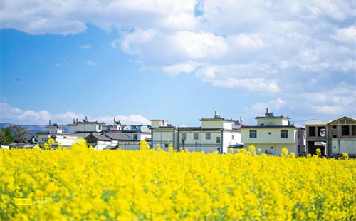 大理喜洲油菜花田在哪里_怎么去