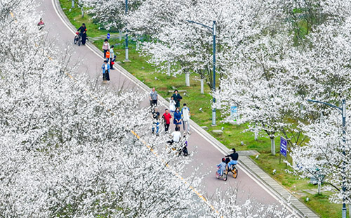 2022湖北各市州賞花活動匯總