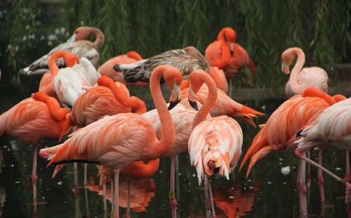 石家莊市動(dòng)物園優(yōu)惠票價(jià)多少錢_哪些人可享優(yōu)惠票價(jià)