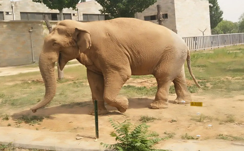 石家莊市動(dòng)物園團(tuán)體票價(jià)多少錢