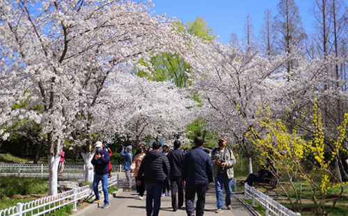 北京玉淵潭公園櫻花開放時(shí)間2022(附觀賞路線)