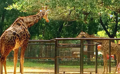 清明節(jié)北京動物園人多嗎2022（附游玩攻略）