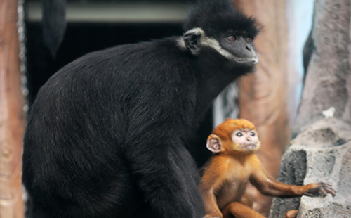 濟(jì)南動(dòng)物園附近還有其他景點(diǎn)嗎