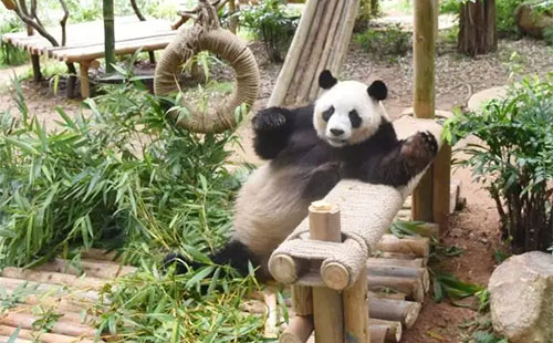 深圳野生動(dòng)物園門(mén)票哪里買(mǎi)便宜(優(yōu)惠門(mén)票+購(gòu)票入口)