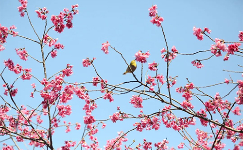 2023廣州創(chuàng)業(yè)公園櫻花開(kāi)了嗎(賞櫻最佳時(shí)間+賞櫻攻略)