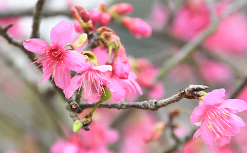 2023石門(mén)森林公園的櫻花開(kāi)了嗎_門(mén)票價(jià)格