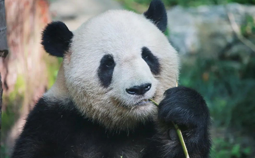 2023上海動(dòng)物園開放時(shí)間及門票價(jià)格(最新)