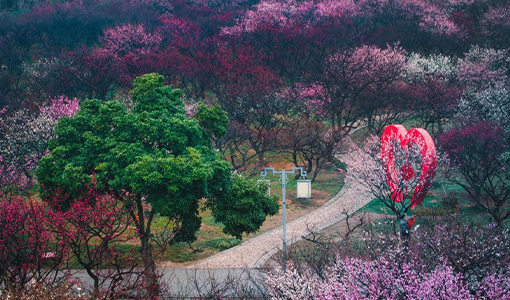 無錫梅園梅花什么時候開2025最佳觀賞時間