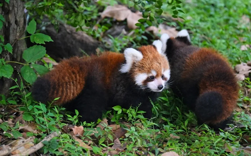 上海動(dòng)物園門票價(jià)格和優(yōu)惠政策2025