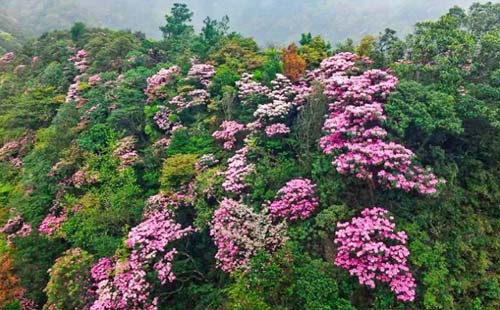 2021年重慶金佛山住宿多少錢一天（推薦）