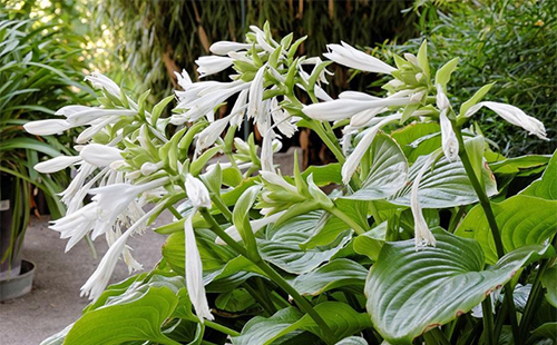 武漢植物園藏上萬(wàn)種瀕危植物 盼早日回到大自然