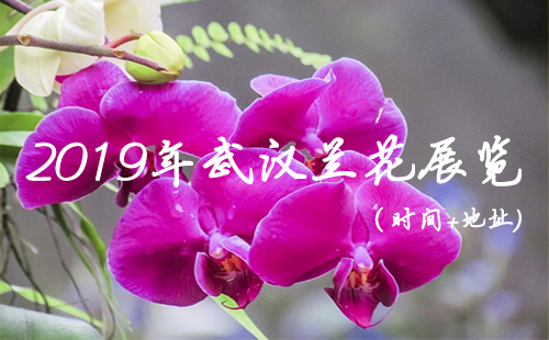 武漢植物園熱帶蘭花展 2019年武漢蘭花展覽時(shí)間