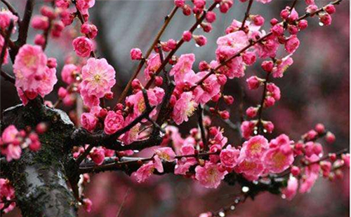 武漢東湖梅園梅花開放時(shí)間 2019東湖梅花節(jié)(門票)