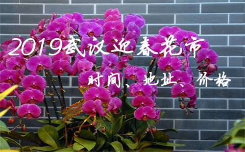 2019武漢迎春花市時(shí)間 2019武漢迎春花市地址（價(jià)格）