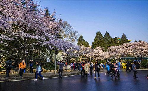 2019武漢東湖櫻園開放時間+門票 武漢東湖磨山櫻園