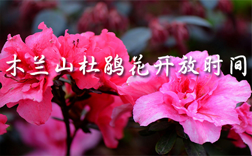 云霧山杜鵑花開放時間2019 云霧山杜鵑花開了嗎（門票多少錢一張）