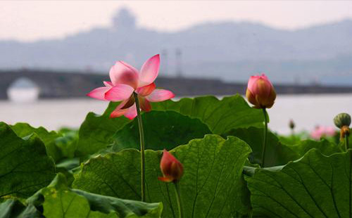 武漢賞荷花的位置有哪些(地點(diǎn)推薦+花期+交通)