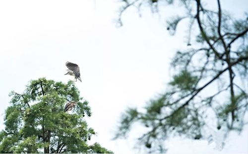 武漢國家級濕地公園名單 武漢有幾個國家級濕地公園