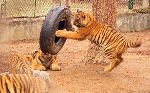 2019武漢九峰森林動物園有哪些動物 怎么去